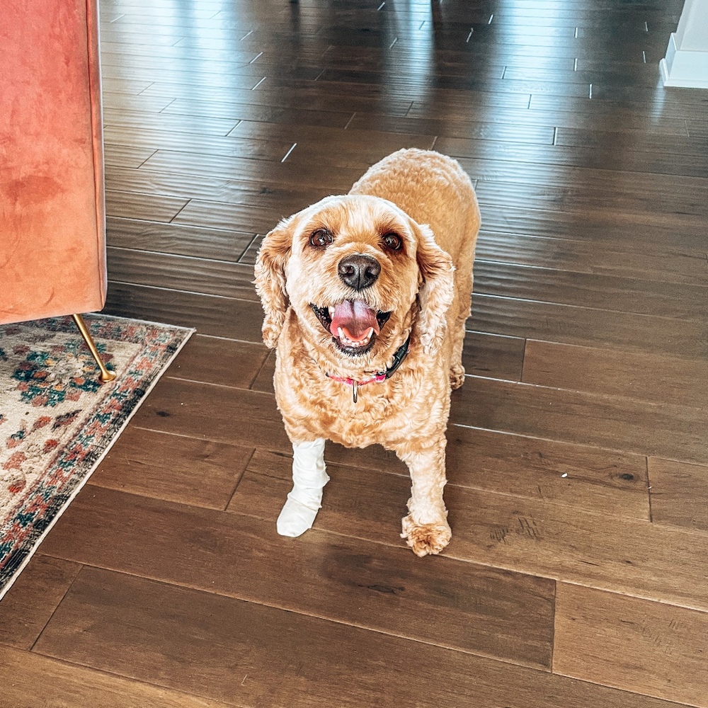 Meet your Posher, Emily